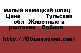 малый немецкий шпиц › Цена ­ 35 000 - Тульская обл. Животные и растения » Собаки   